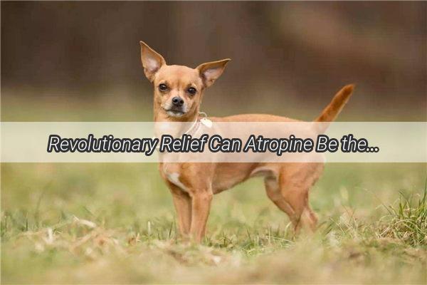 Revolutionary Relief Can Atropine Be the Miracle Cure for Your Dogs Ailments